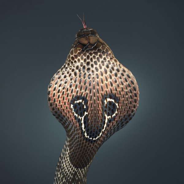 Tim Flach