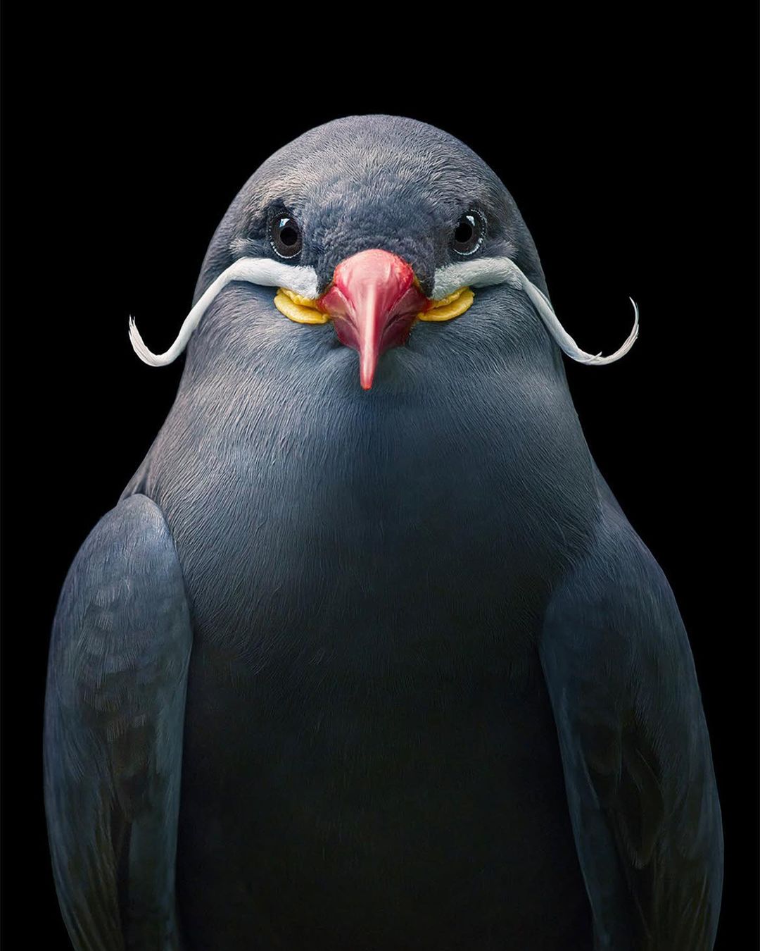 Tim Flach