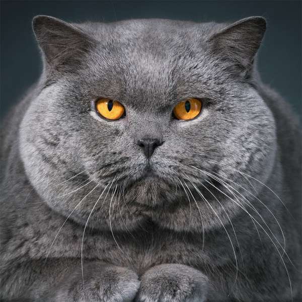 Tim Flach