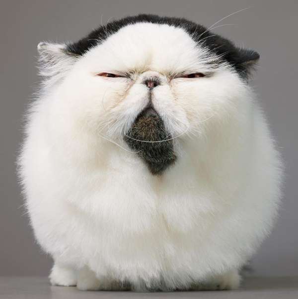 Tim Flach