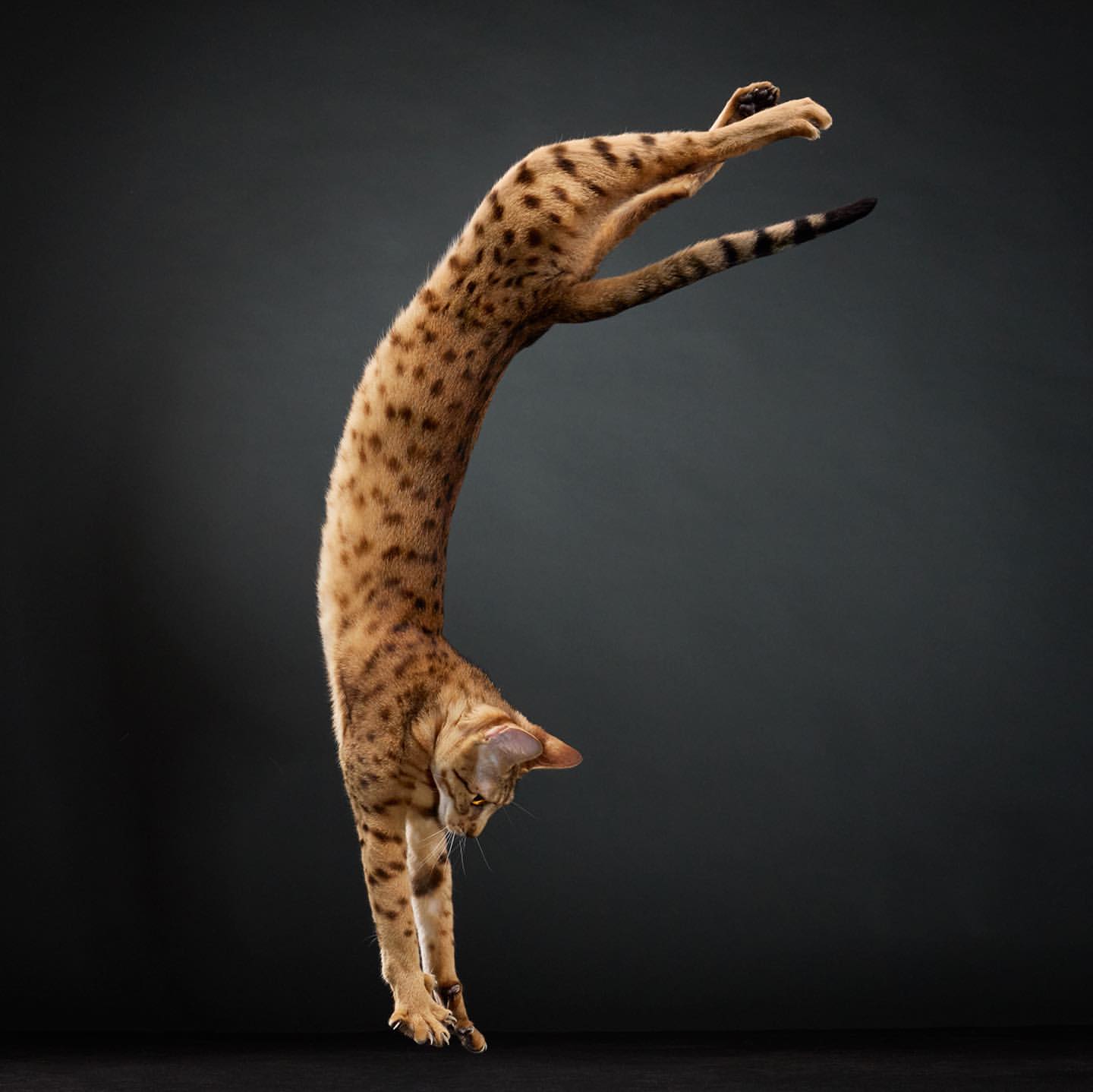 Tim Flach