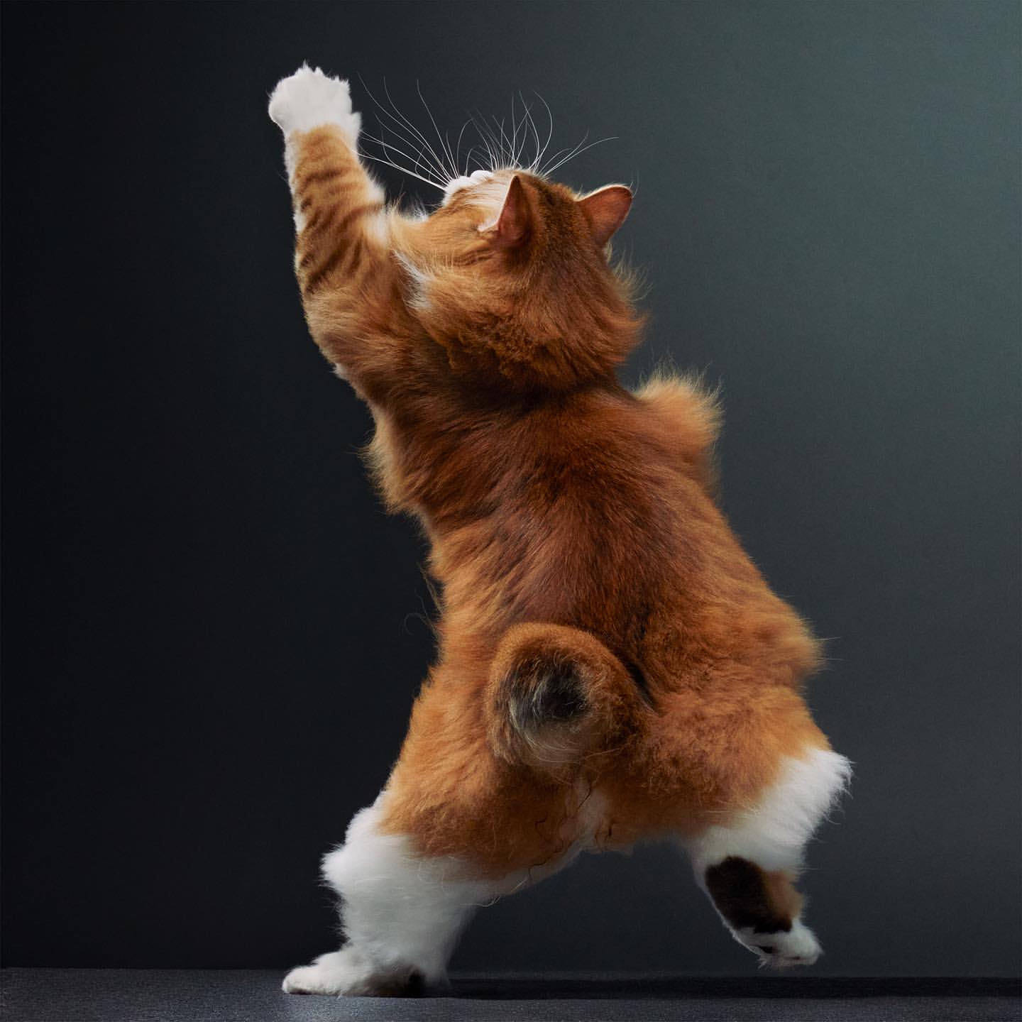 Tim Flach