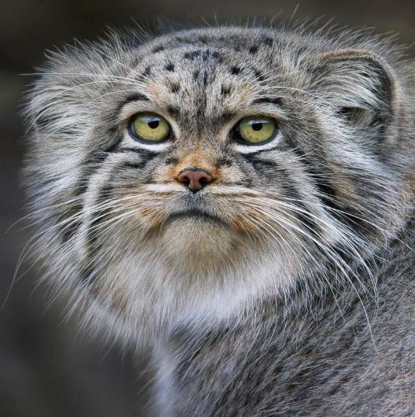 Tim Flach