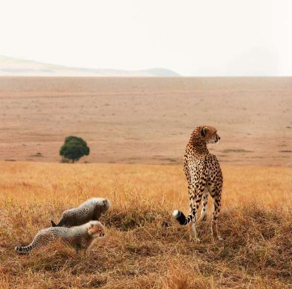 Tim Flach