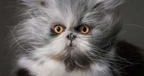 Tim Flach