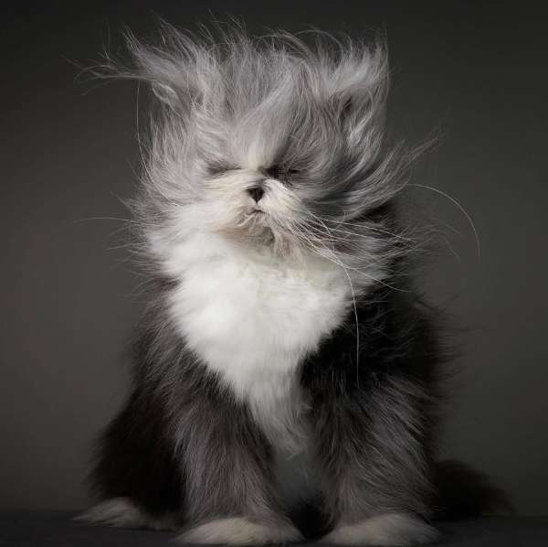 Tim Flach