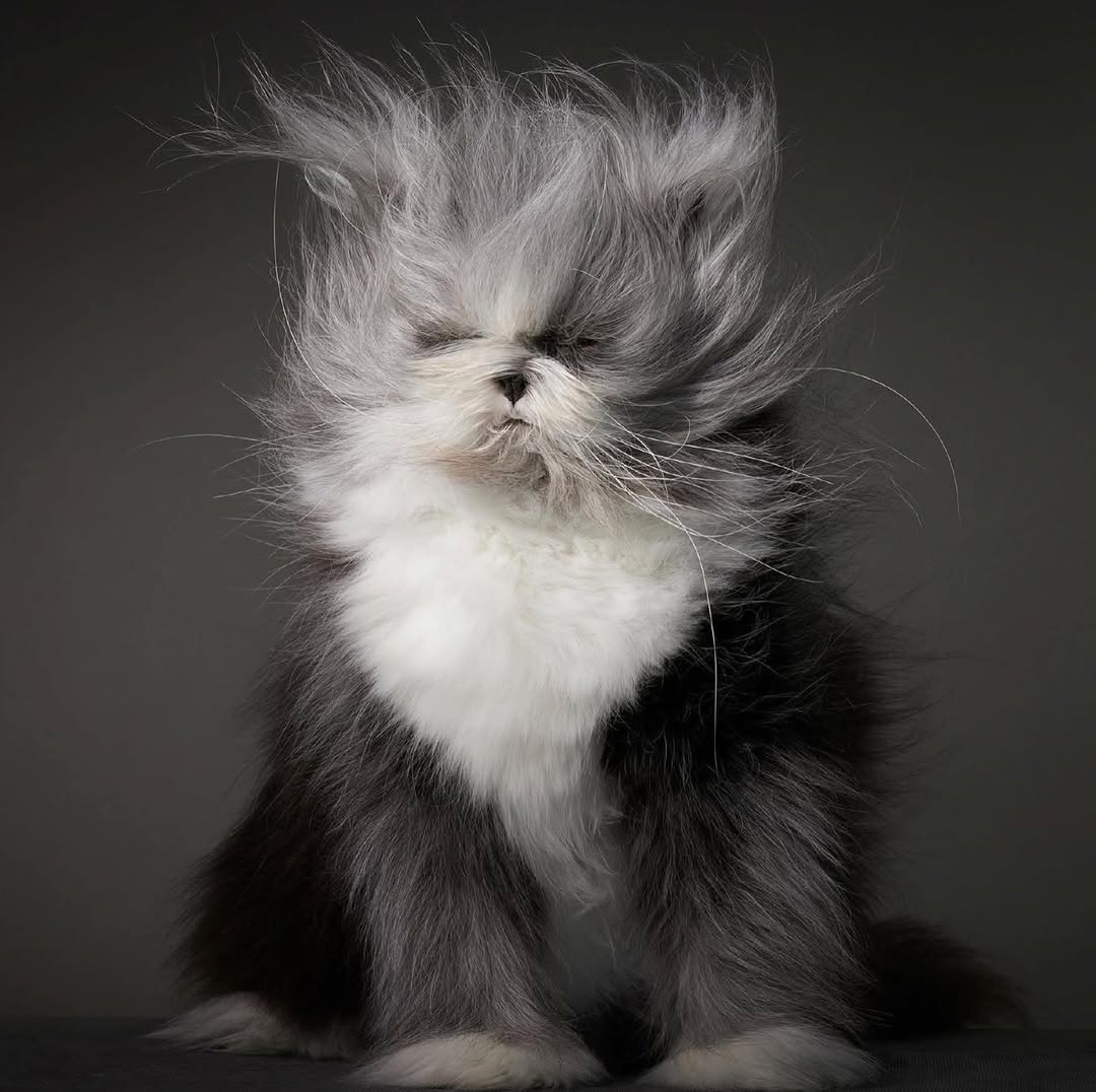 Tim Flach