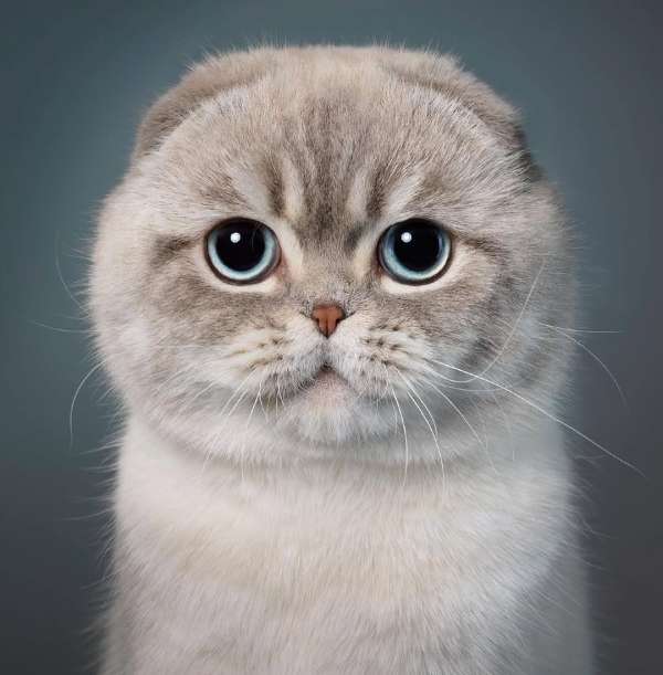 Tim Flach