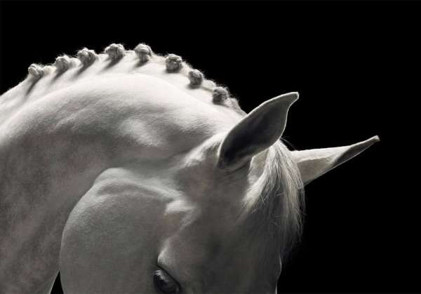 Tim Flach