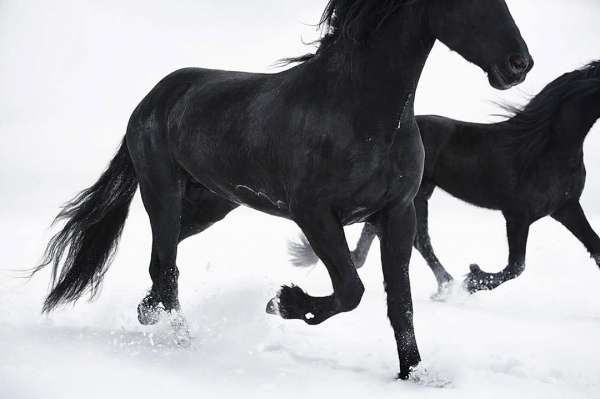 Tim Flach