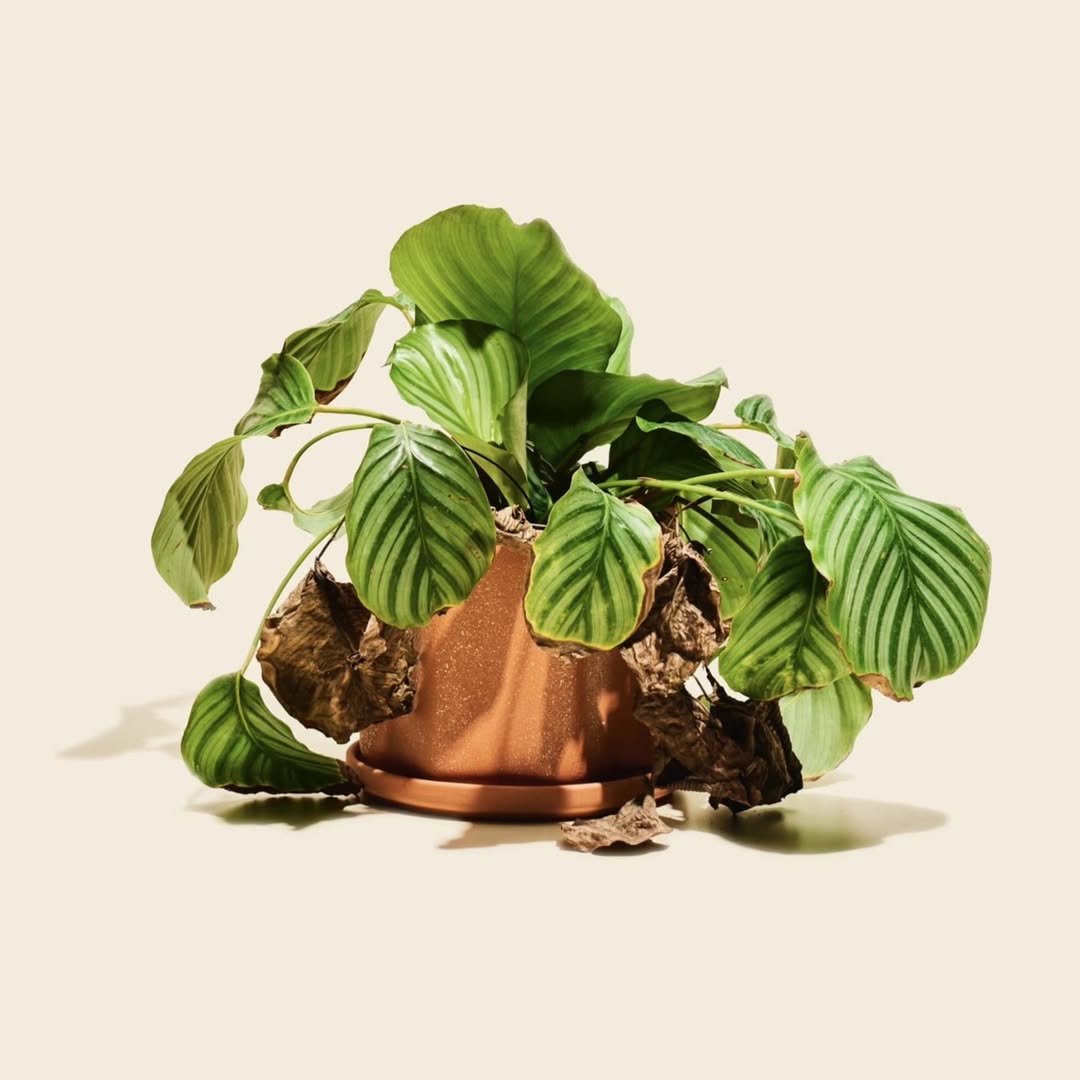 <a href="/adrian-mueller">Adrian Mueller</a> <span style="text-transform: none; white-space: nowrap;">Feb. 26</span>