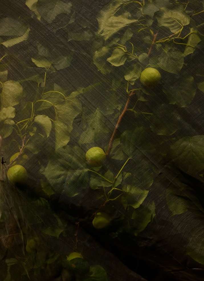 Alexandrena Parker X VERDANT