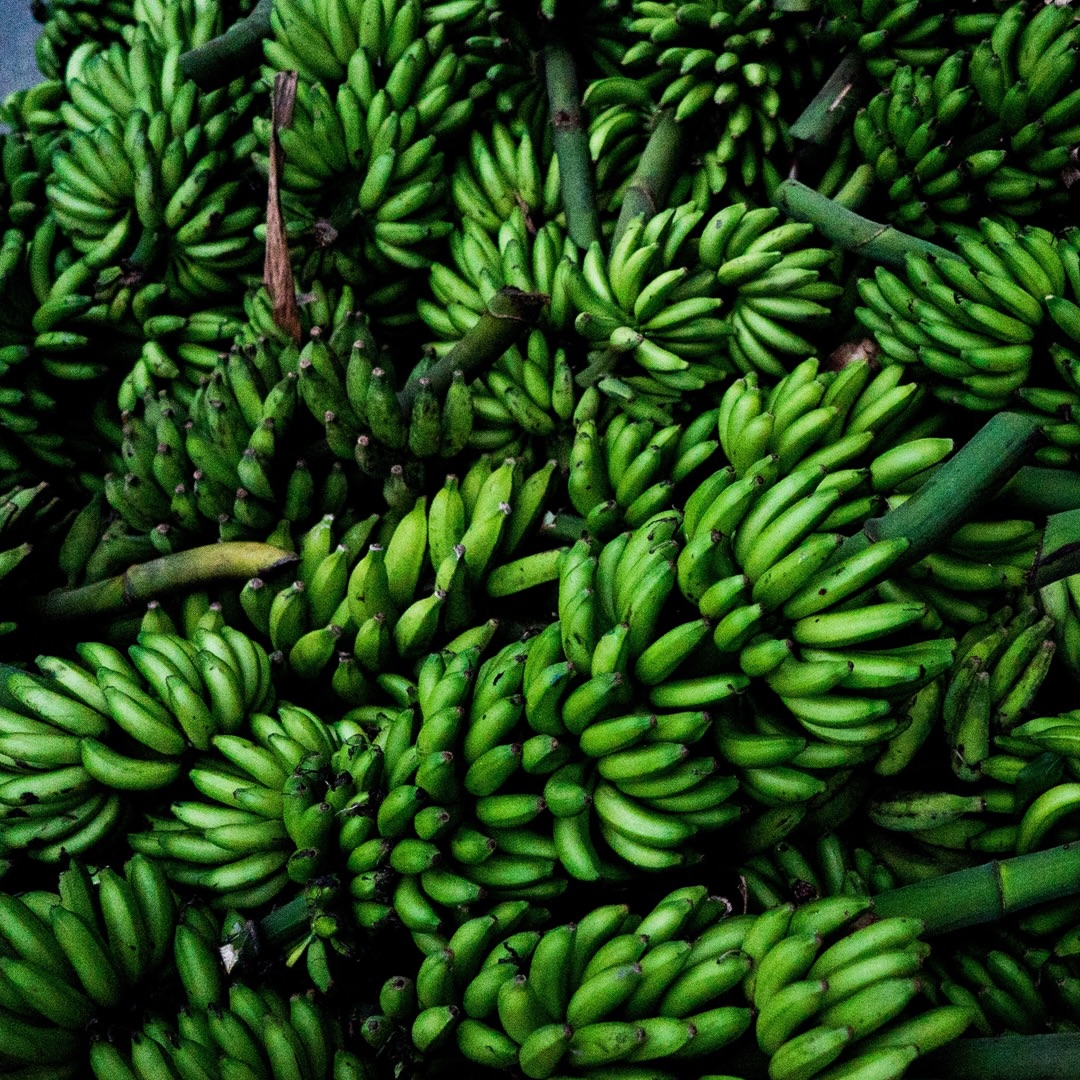 Autumn Sonnichsen X VERDANT