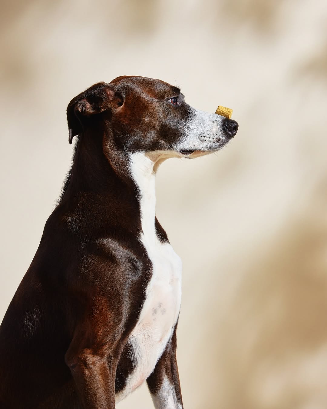 Stella & Chewy's |  Mar. 26