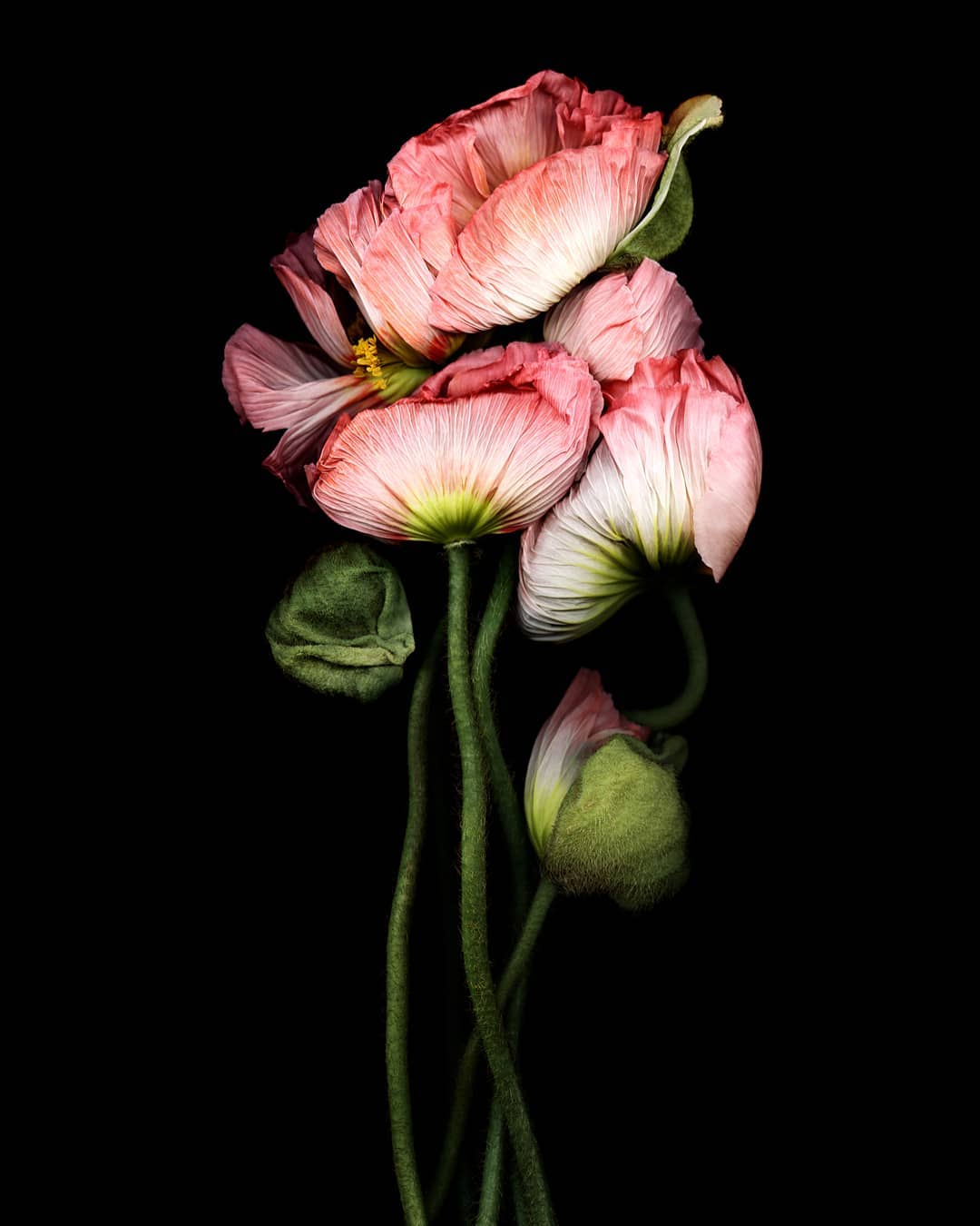 JR Galerie |  Oct. 19