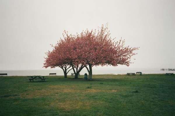 Frances Tulk-Hart