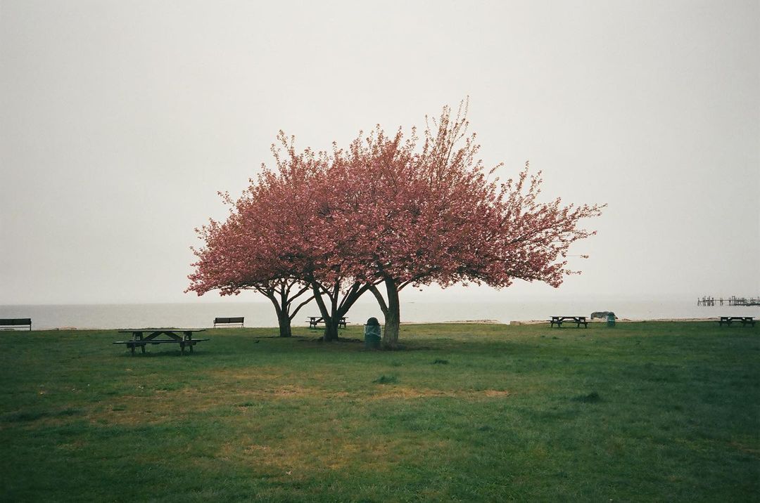Frances Tulk-Hart