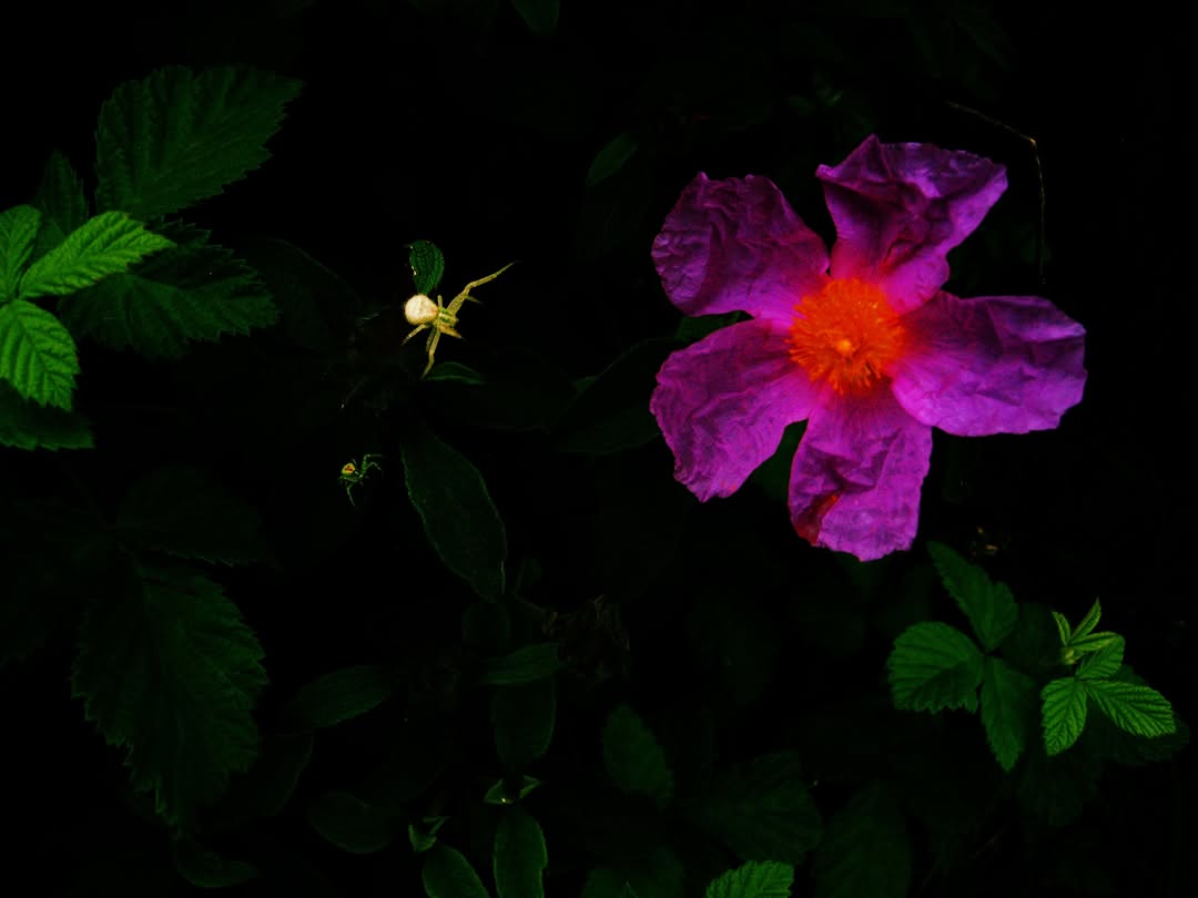 slider image