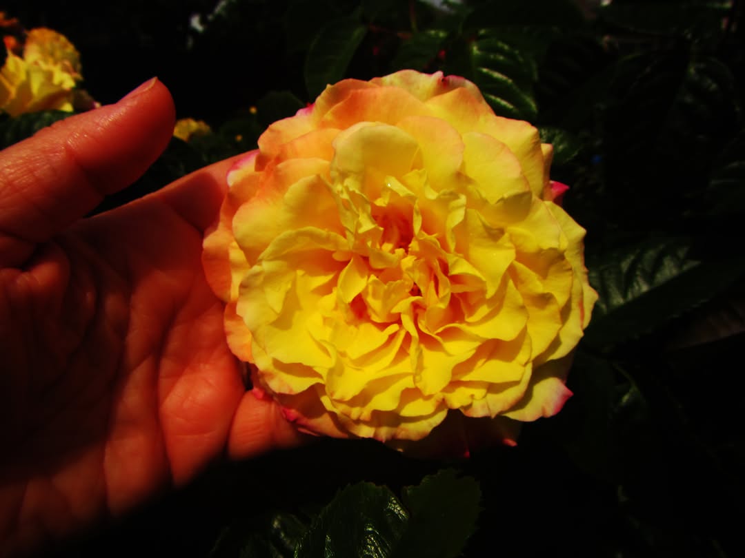 slider image