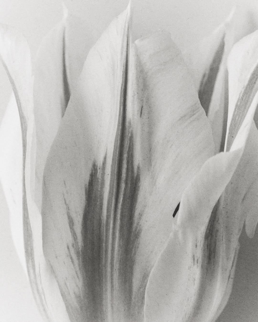 Fauve Bouwman