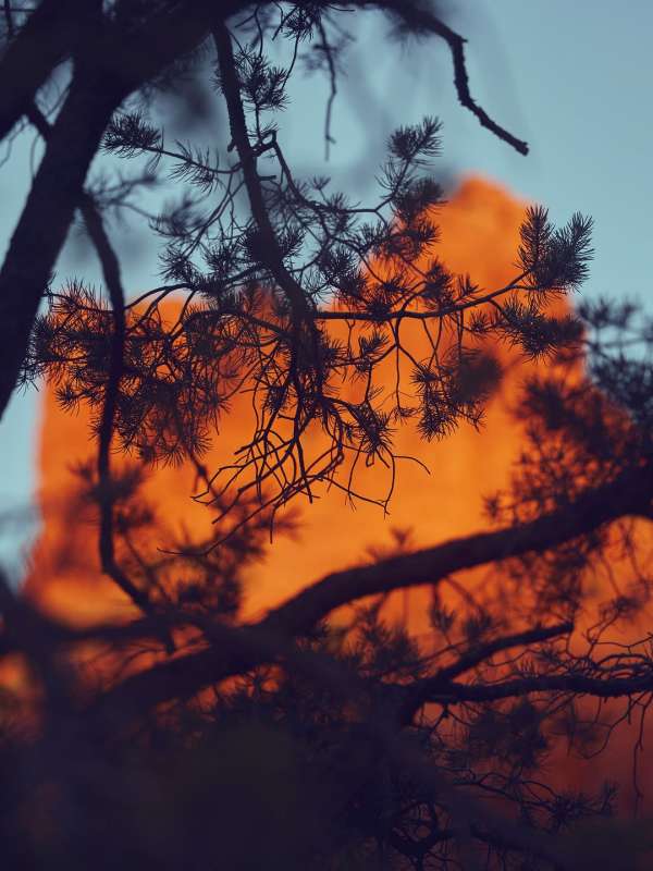 Jesse Rieser
