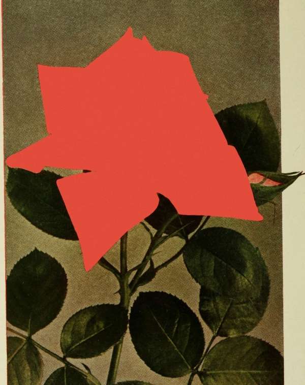Rosanna Webster
