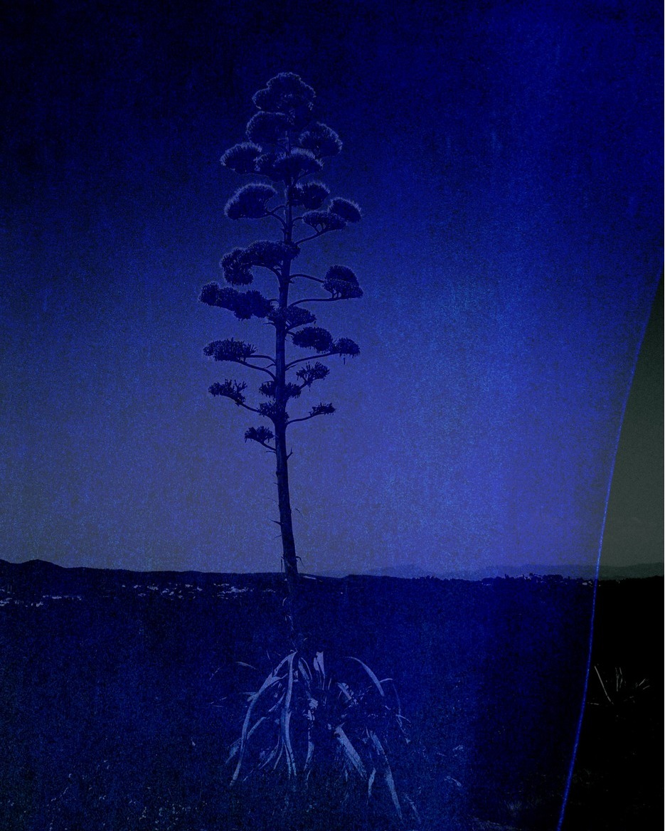 Marguerite Bornhauser