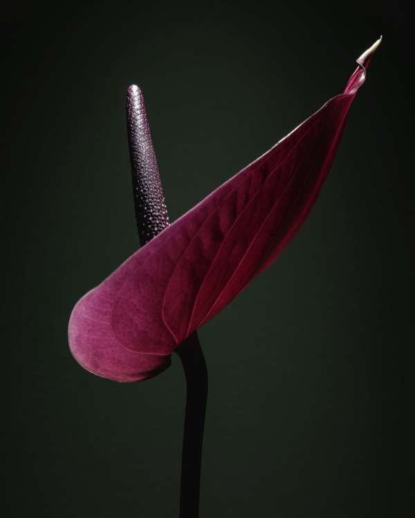 Franck Hamel
