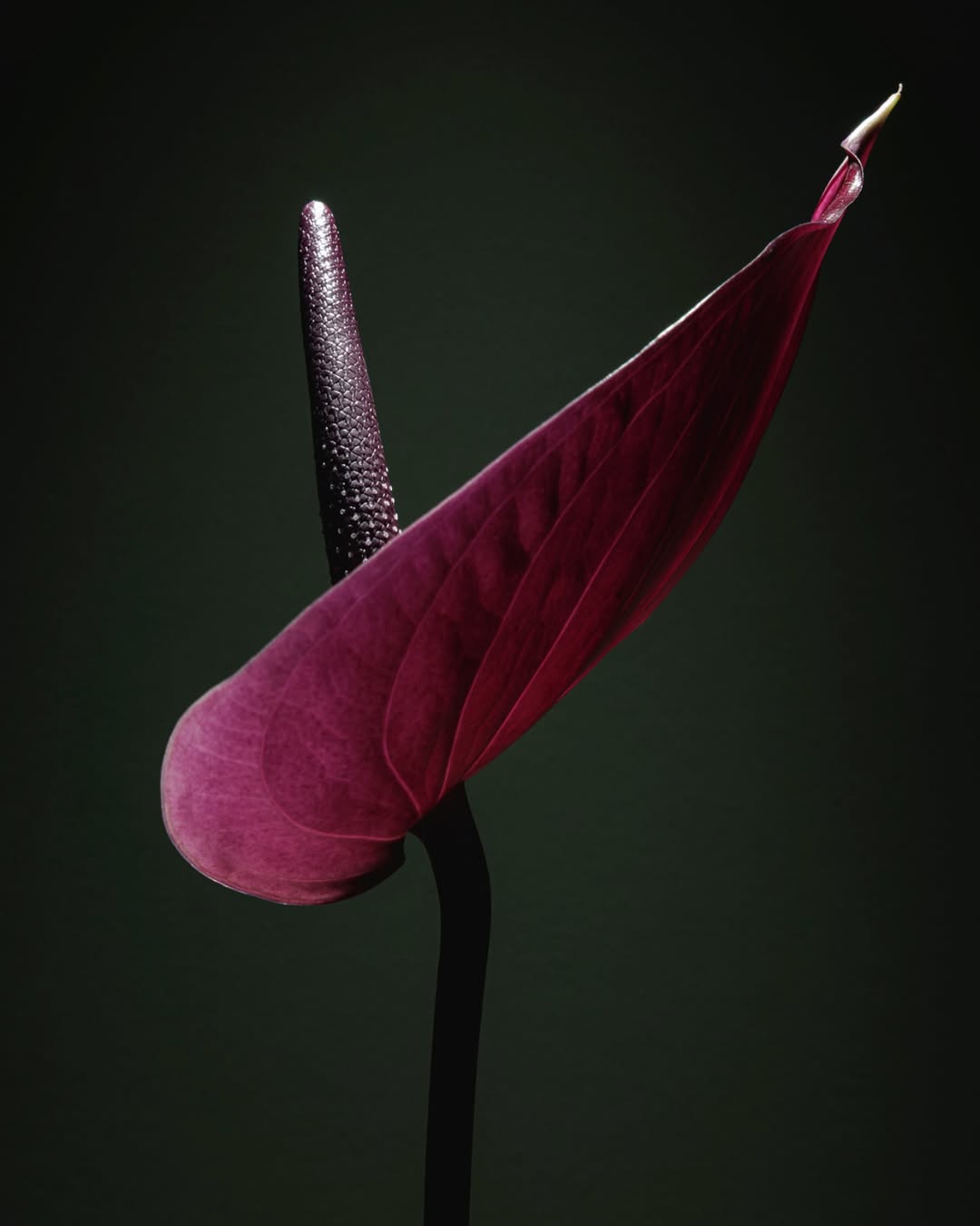 Franck Hamel