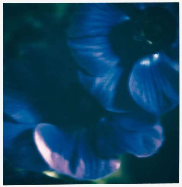 Francois Halard