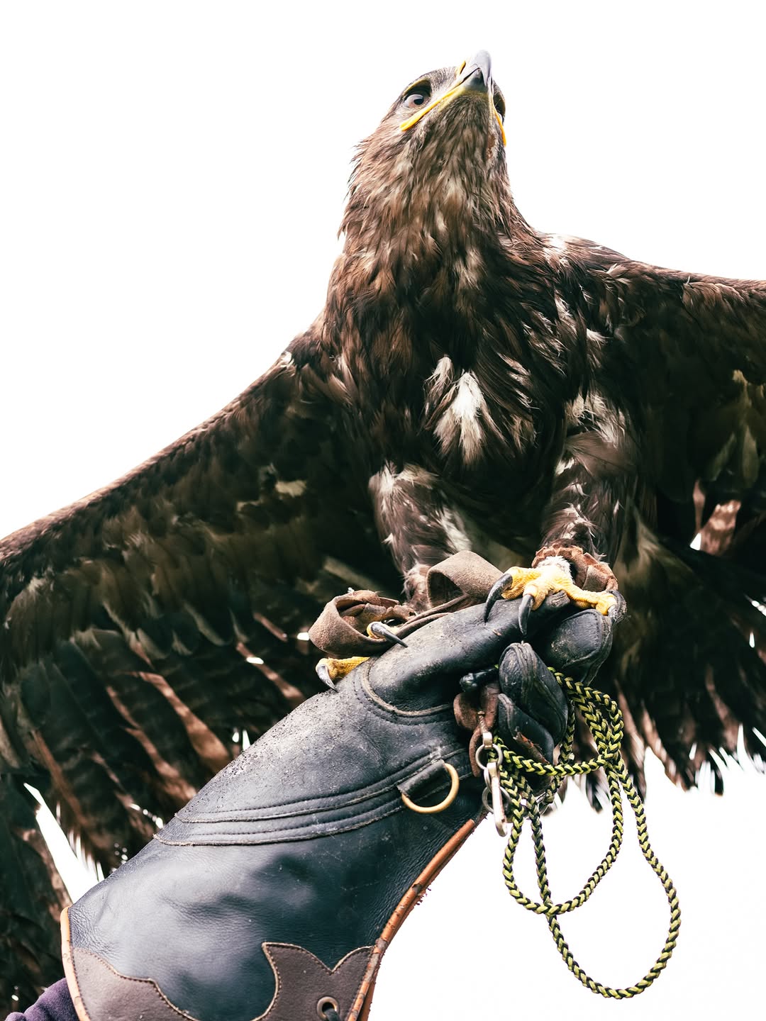 Gabriela Herman X The Peregrine Fund