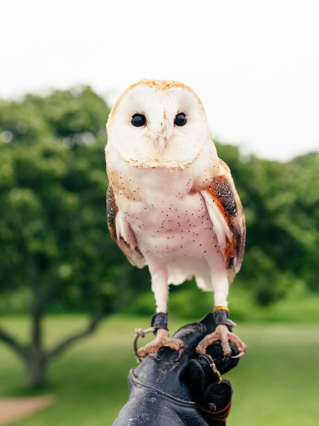 Gabriela Herman X The Peregrine Fund