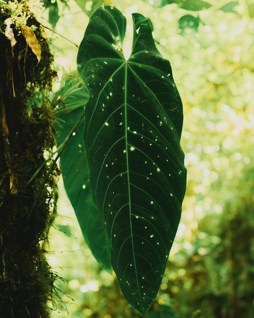 Gleeson Paulino X Atmos Dec. 25