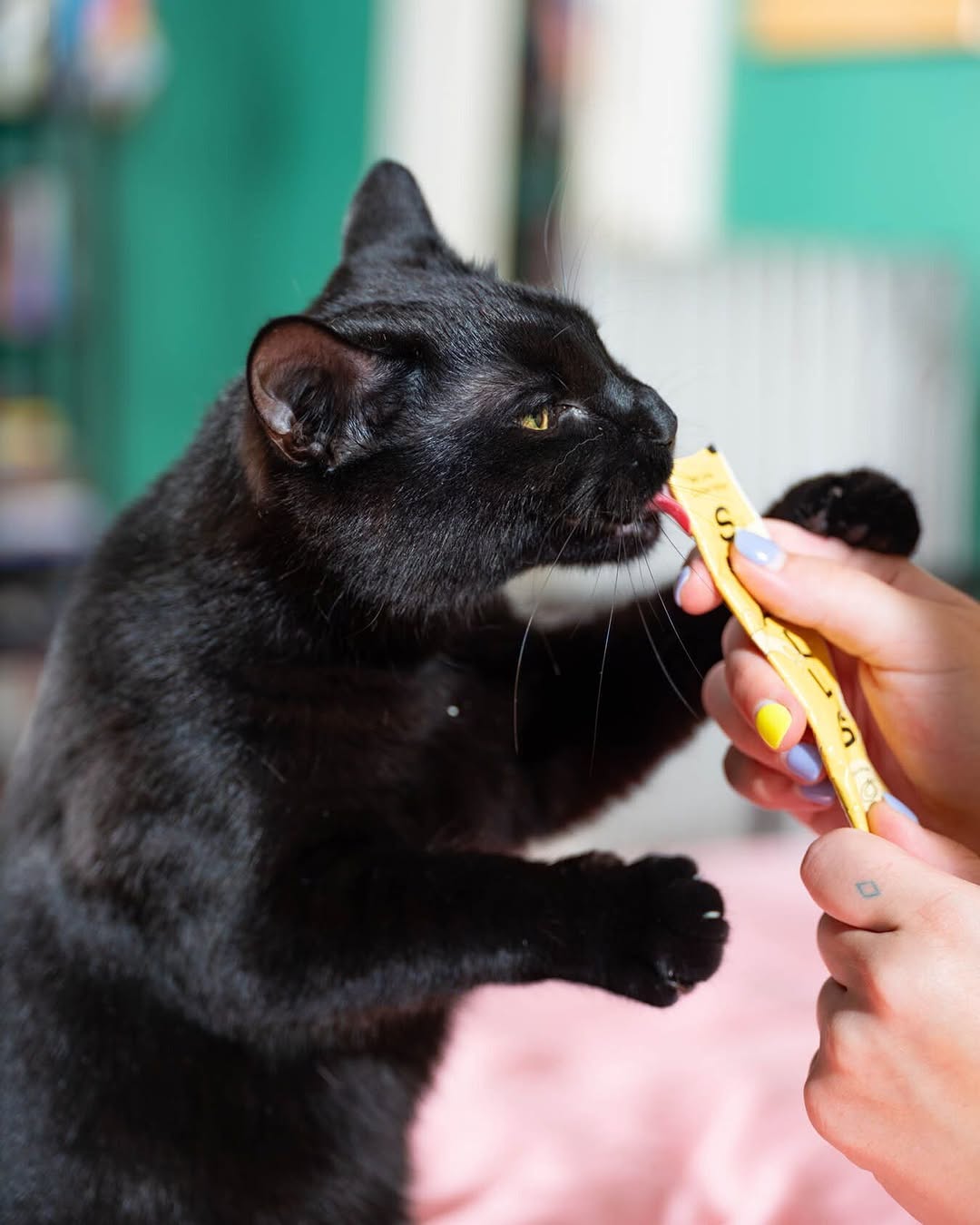 Catnip Magazine |  Apr. 26