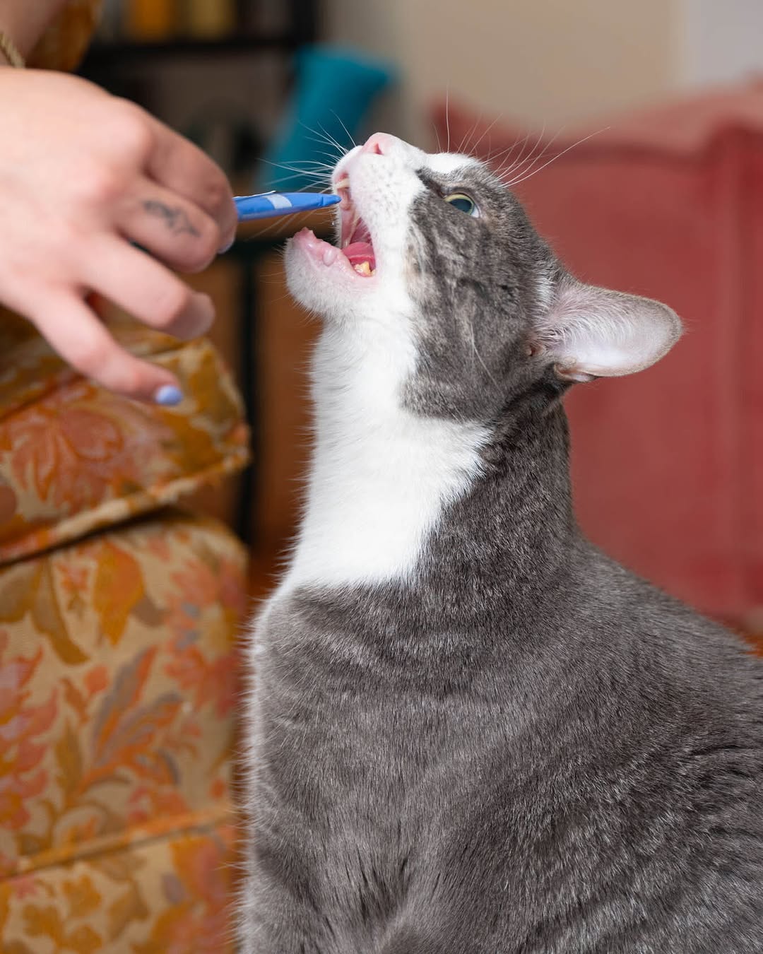 Catnip Magazine |  Apr. 26