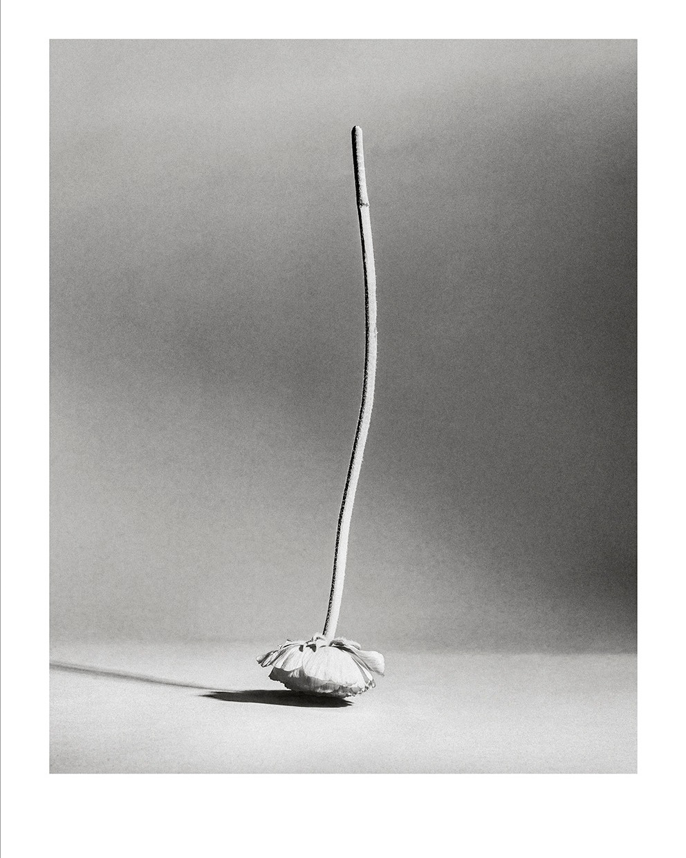 Fashion photographer @khaksariarash, winner of the Picto Grand Prize for Fashion Photography, highlights the natural beauty of his models and objects through surreal black-and-white imagery.

Prints @granondigital