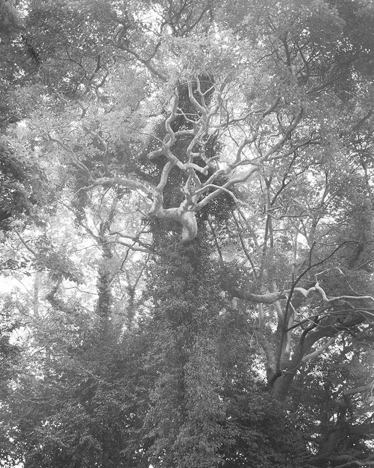 Lieh Sugai is a visual artist born in Japan and based in New York. She draws on her dual perspective as a Japanese immigrant living in the United States to inform her photographic and video work.
A former student at Pratt Institute, she was awarded the 2024 En Foco Photography Fellowship and was named a finalist for the 2024 Penumbra Foundation Workspace Program.

This year, she is the winner of the Premi Fotografia Femina, awarded by @fisheyelemag and the @incadaques_festival, for her series Kaikou, which means “encounter” in Japanese.
Unable to return to her native Japan, she sought out subjects in America that resonated with her own memories - leading her to reflect on the meaning of home.
Her work blends various photographic techniques, such as analog processes and chemigrams, to explore our relationship to memory and remembrance

Printing by @granondigital 

On view at @incadaques_festival  until October 26.