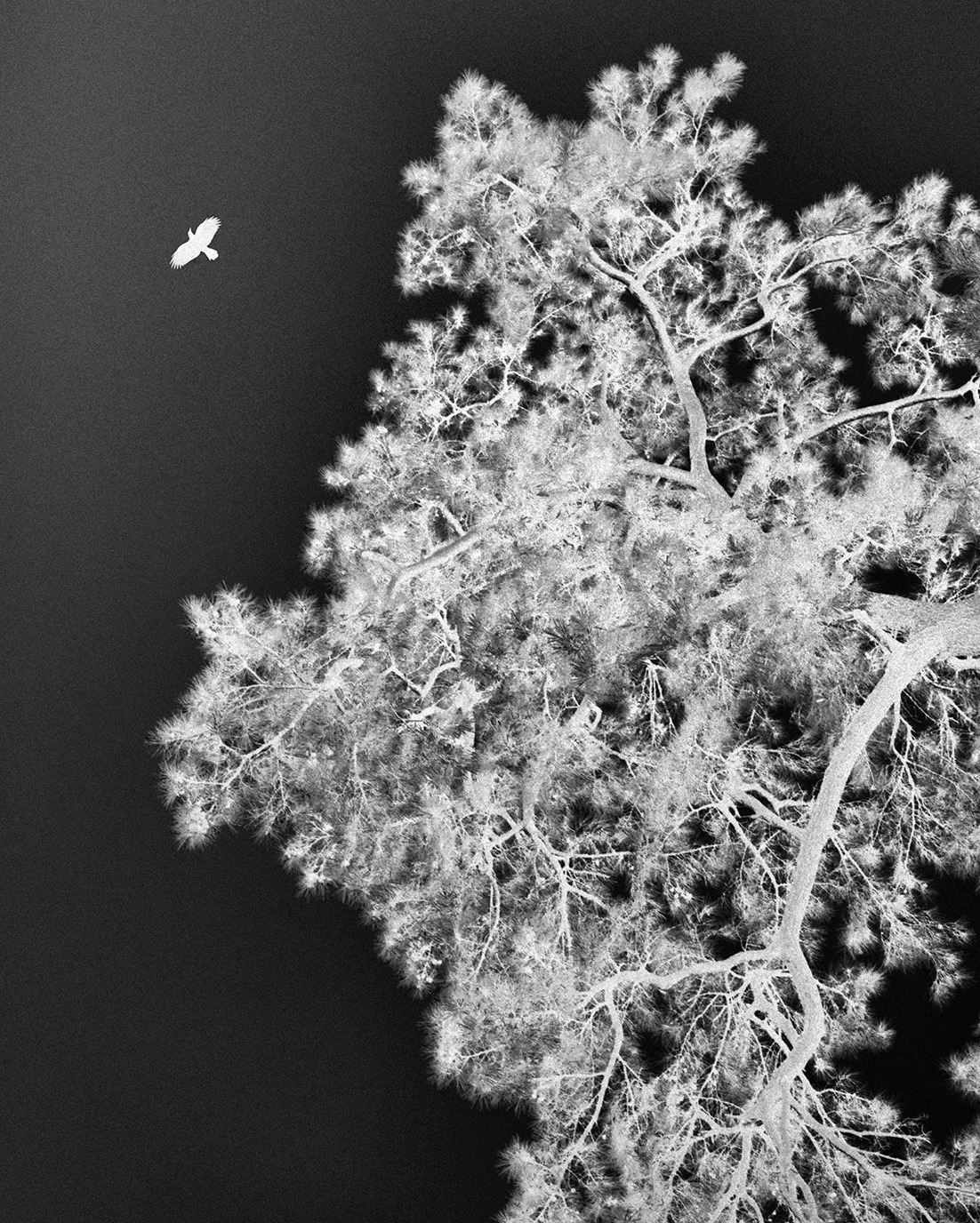 Lieh Sugai is a visual artist born in Japan and based in New York. She draws on her dual perspective as a Japanese immigrant living in the United States to inform her photographic and video work.
A former student at Pratt Institute, she was awarded the 2024 En Foco Photography Fellowship and was named a finalist for the 2024 Penumbra Foundation Workspace Program.

This year, she is the winner of the Premi Fotografia Femina, awarded by @fisheyelemag and the @incadaques_festival, for her series Kaikou, which means “encounter” in Japanese.
Unable to return to her native Japan, she sought out subjects in America that resonated with her own memories - leading her to reflect on the meaning of home.
Her work blends various photographic techniques, such as analog processes and chemigrams, to explore our relationship to memory and remembrance

Printing by @granondigital 

On view at @incadaques_festival  until October 26.