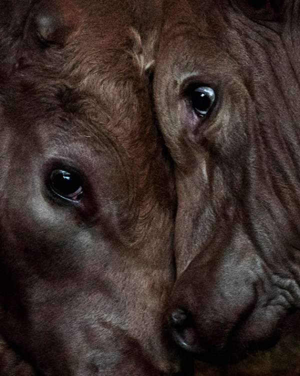 @nolwennbrod ’s photographic series "Le tem...