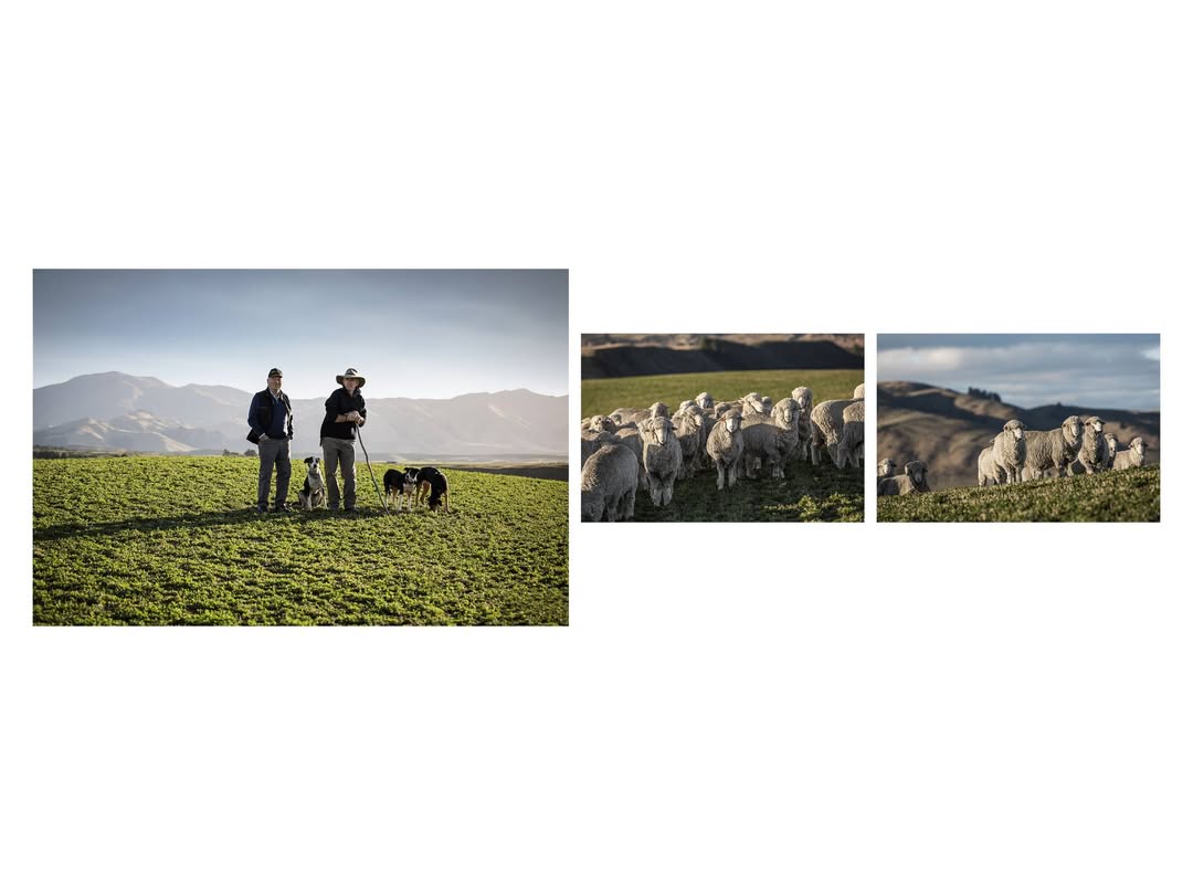 Each year, Loro Piana rewards the finest wool in the world with the Loro Piana Record Bale Award. In 2023, the Australian farm Pyrenees Park was honored.

The wool-making process is documented by @polbaril for @loropiana 
@julianmeijeragency 

post-production, color grading and retouching by @granondigital