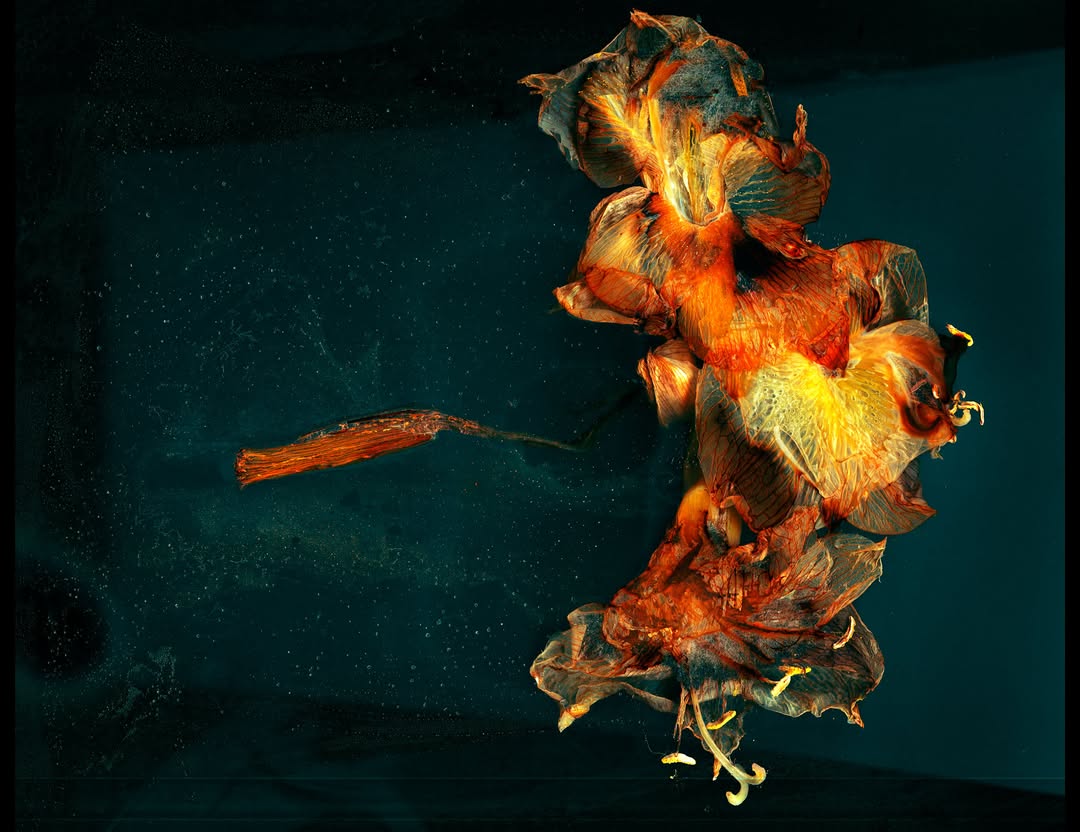 @ferrucci.jdo.artside  presents his work alongside @magalicazo , @michellauricella, and the Aorte Collective as part of the exhibition "Comme des vivants" at the @galerieimagerie in Toulouse, running until March 20, 2026.

printing by @granondigital