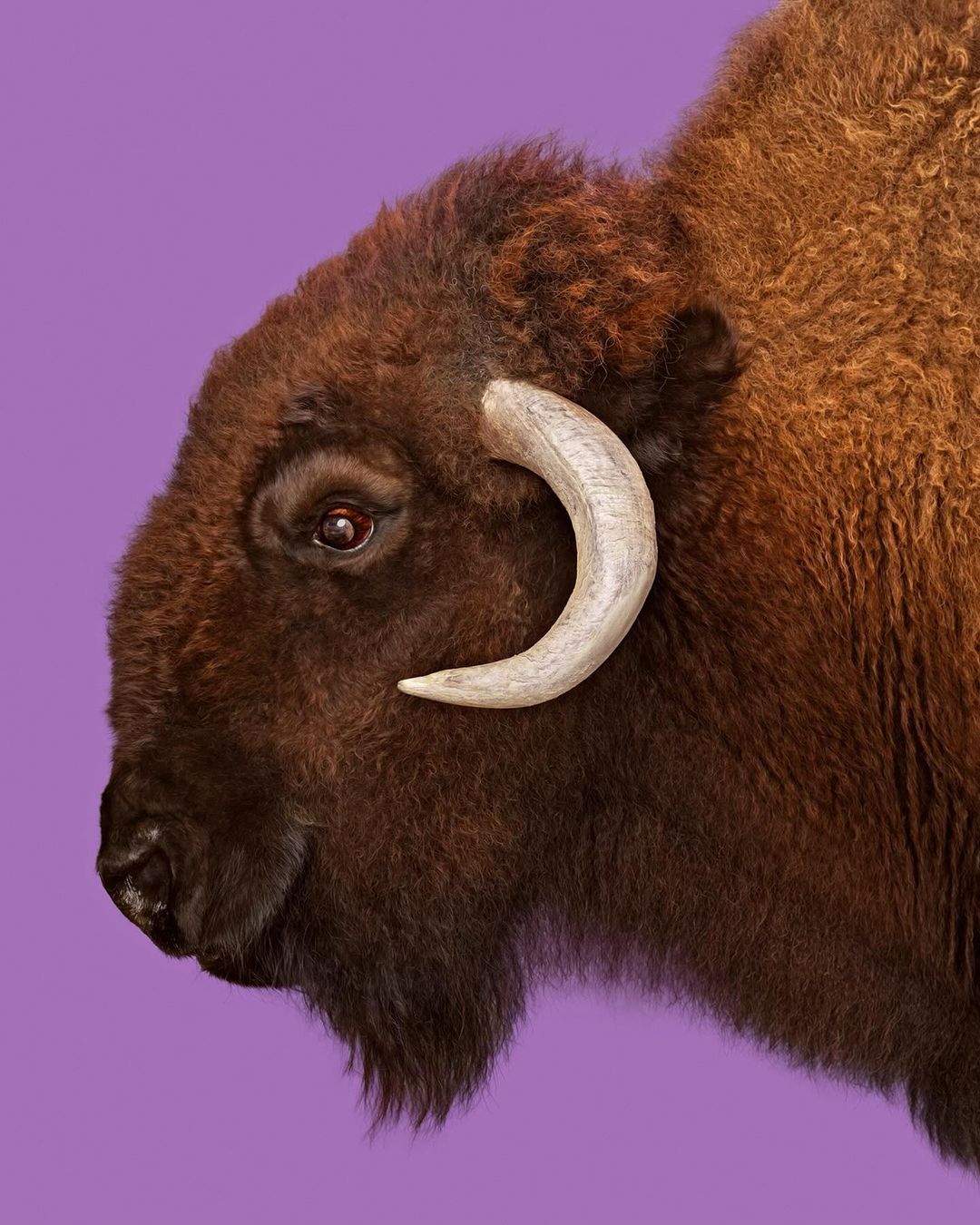 The New York Times Magazine |  May. 24