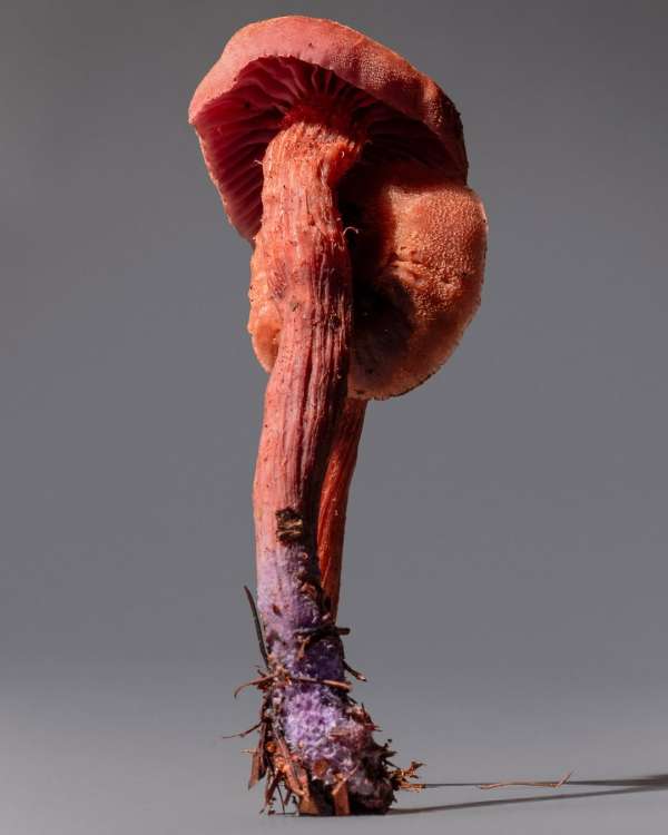 Suzanne Saroff