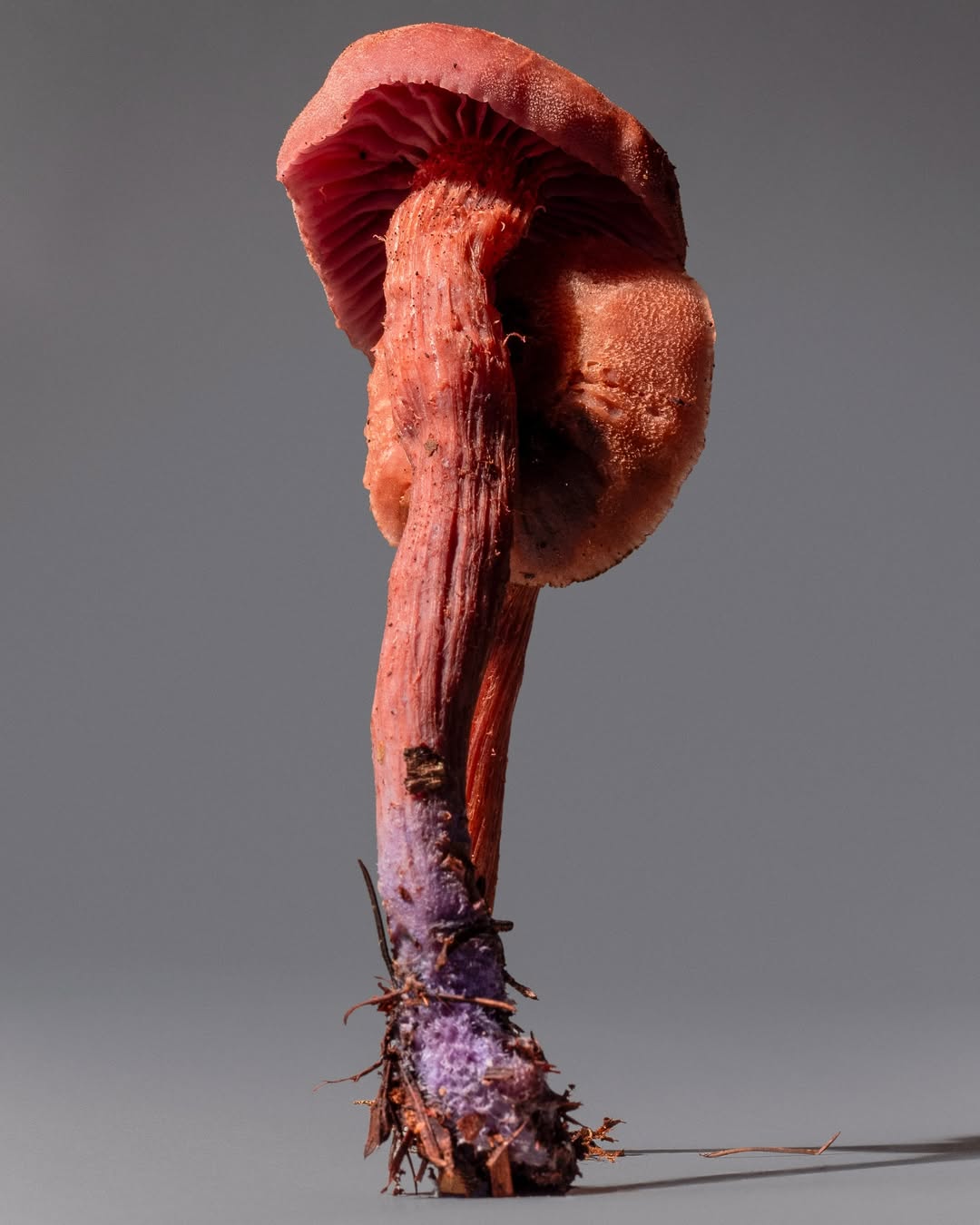 Suzanne Saroff