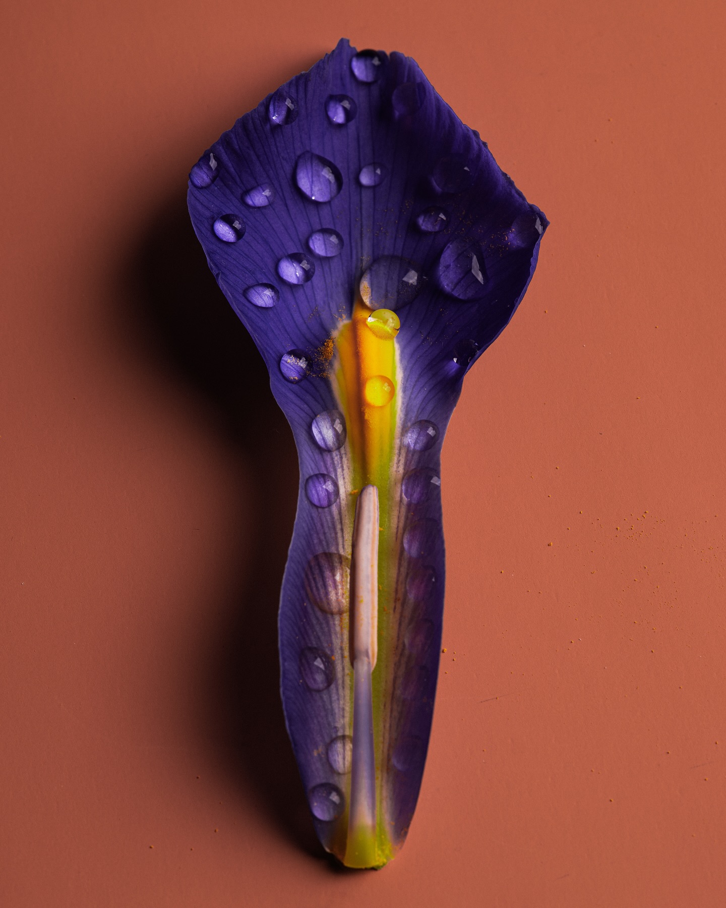 Suzanne Saroff