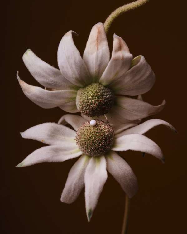 Suzanne Saroff