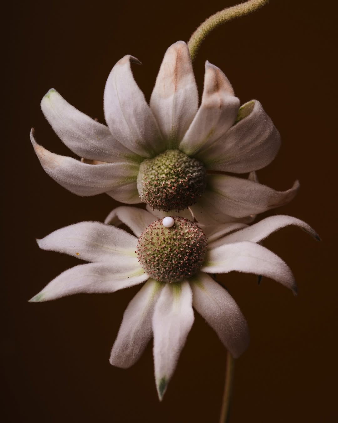 Suzanne Saroff