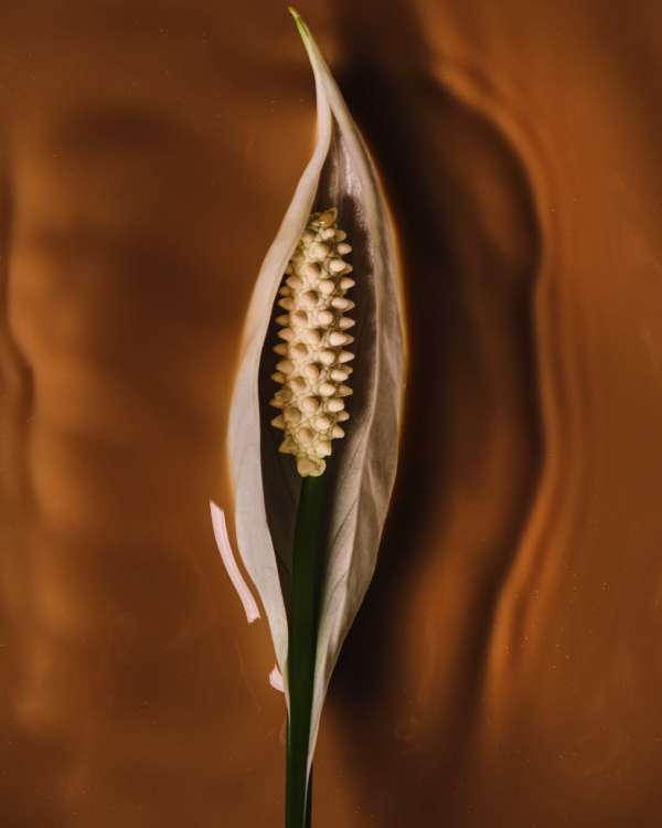 Suzanne Saroff