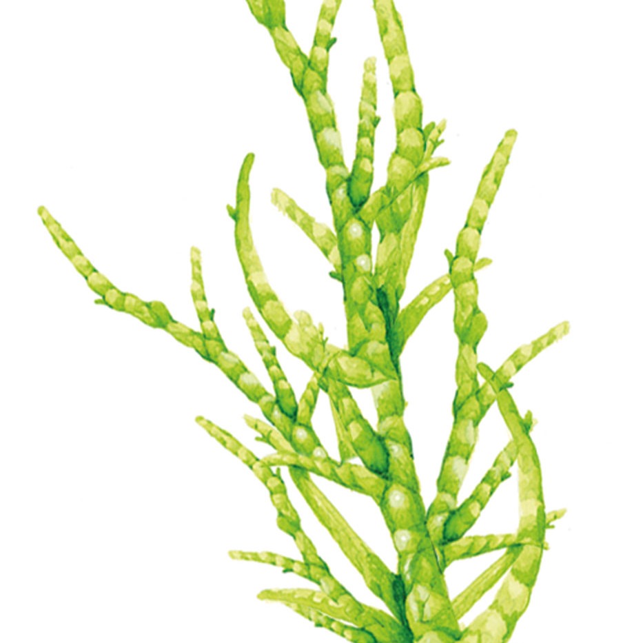 Lina Ekstrand X Buffe