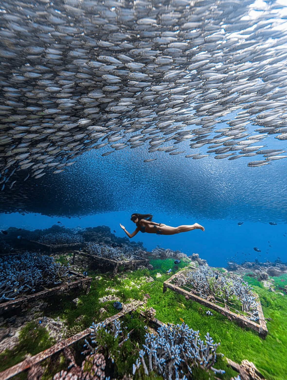 In the heart of summer
•••
#repost @lusea_____ .
📸@lusea
🧜‍♀️Sunny
.
#bohol #panglao #philippines #boholfreediving #napaling #napalingreef #napalingdivepoint #napalingcrack #sardines #sardine #sardinestorm #sardinerun #freedivingphotography #freediving #freedive #freedivebohol #freediver #girlsthatfreedive
#UnderwaterPhotography #uwphotography #underwater #underwaterphoto #underwaterworld #travelphotography #traveltheworld #deepblue #divephilippines #diver #divinglife